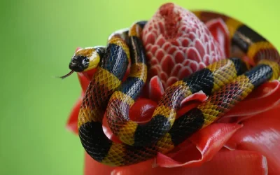 Serpent corail vs Faux corail au Panama : comment les distinguer pour éviter le danger ?