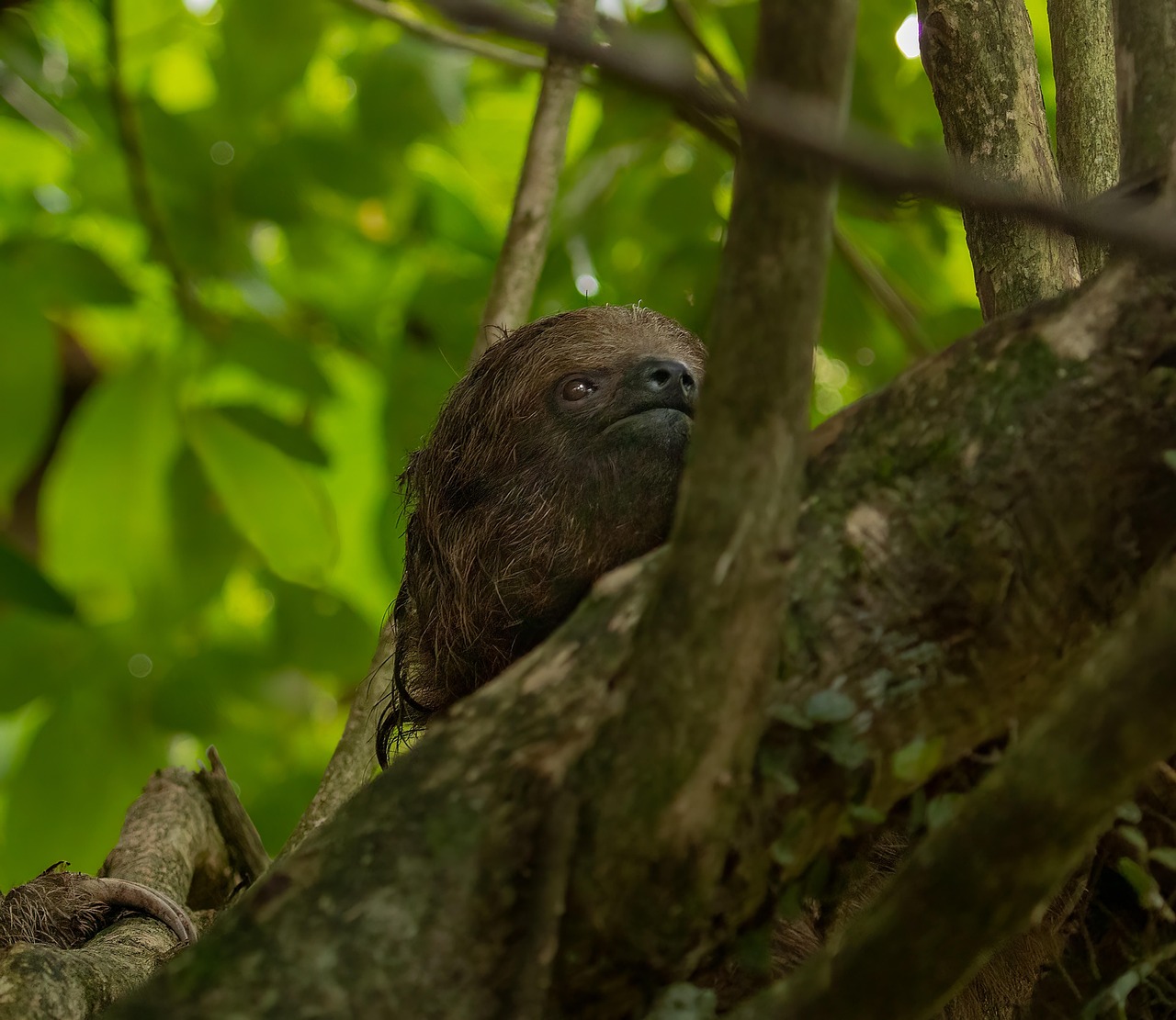 découvrez l'univers fascinant des paresseux, ces adorables animaux arboricoles, célèbres pour leur mode de vie lent et leur adorable apparence. apprenez-en plus sur leur habitat, leur alimentation et leur comportement unique.